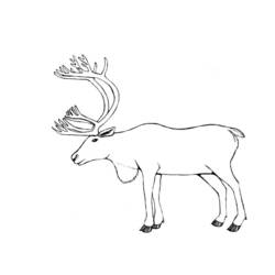 着色页: 驯鹿 (动物) #1545 - 免费可打印着色页