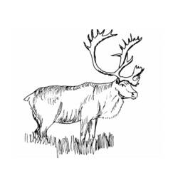 着色页: 驯鹿 (动物) #1552 - 免费可打印着色页