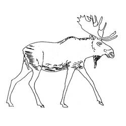 着色页: 驯鹿 (动物) #1553 - 免费可打印着色页