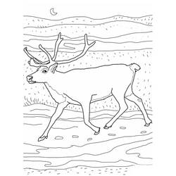 着色页: 驯鹿 (动物) #1559 - 免费可打印着色页