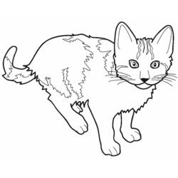 着色页: 猫 (动物) #1781 - 免费可打印着色页