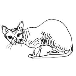 着色页: 猫 (动物) #1841 - 免费可打印着色页