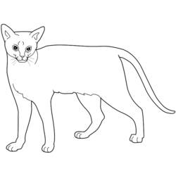 着色页: 猫 (动物) #1881 - 免费可打印着色页