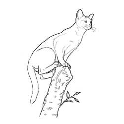 着色页: 猫 (动物) #1885 - 免费可打印着色页