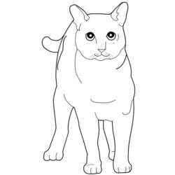 着色页: 猫 (动物) #1935 - 免费可打印着色页