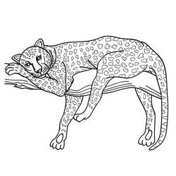 着色页: 猎豹 (动物) #7873 - 免费可打印着色页