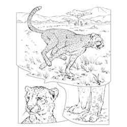 着色页: 猎豹 (动物) #7886 - 免费可打印着色页
