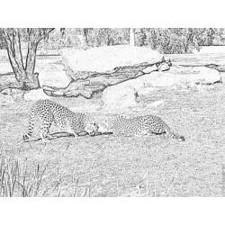 着色页: 猎豹 (动物) #7943 - 免费可打印着色页