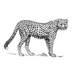 着色页: 猎豹 (动物) #7966 - 免费可打印着色页