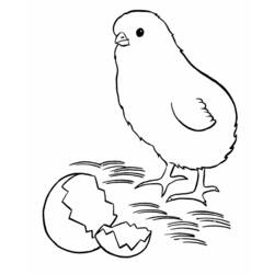 着色页: 小鸡 (动物) #15436 - 免费可打印着色页