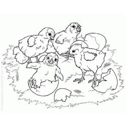 着色页: 小鸡 (动物) #15472 - 免费可打印着色页