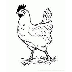 着色页: 鸡 (动物) #17226 - 免费可打印着色页