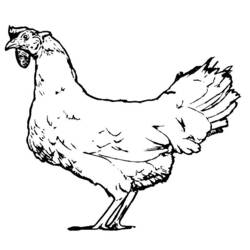 着色页: 鸡 (动物) #17371 - 免费可打印着色页