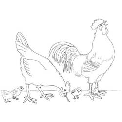 着色页: 鸡 (动物) #17390 - 免费可打印着色页