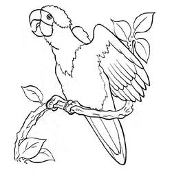 着色页: 鸡 (动物) #17402 - 免费可打印着色页