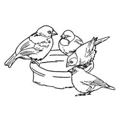 着色页: 小鸟 (动物) #20136 - 免费可打印着色页