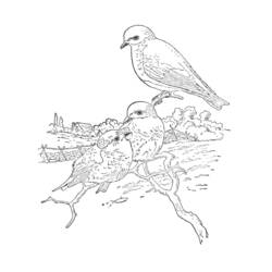 着色页: 小鸟 (动物) #20143 - 免费可打印着色页