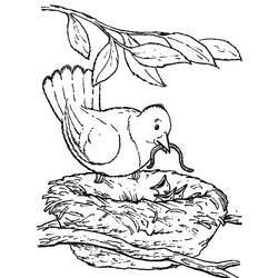 着色页: 小鸟 (动物) #20146 - 免费可打印着色页