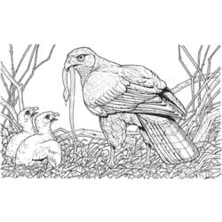 着色页: 小鸟 (动物) #20360 - 免费可打印着色页