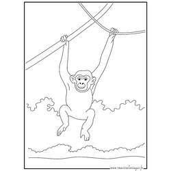 着色页: 黑猩猩 (动物) #2761 - 免费可打印着色页