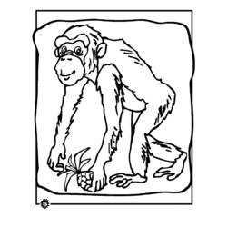 着色页: 黑猩猩 (动物) #2798 - 免费可打印着色页