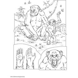 着色页: 黑猩猩 (动物) #2832 - 免费可打印着色页