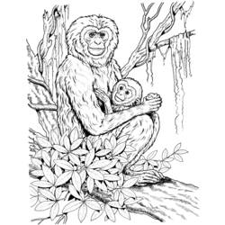 着色页: 黑猩猩 (动物) #2833 - 免费可打印着色页