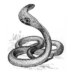 着色页: 眼镜蛇 (动物) #3301 - 免费可打印着色页