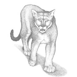 着色页: 美洲狮 (动物) #4444 - 免费可打印着色页