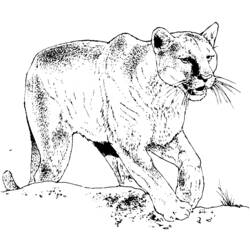 着色页: 美洲狮 (动物) #4476 - 免费可打印着色页