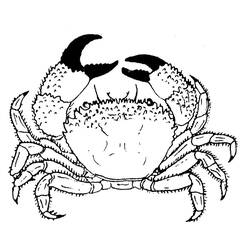着色页: 螃蟹 (动物) #4601 - 免费可打印着色页