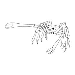 着色页: 螃蟹 (动物) #4714 - 免费可打印着色页