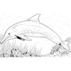 着色页: 海豚 (动物) #5092 - 免费可打印着色页