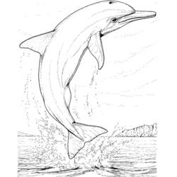 着色页: 海豚 (动物) #5100 - 免费可打印着色页