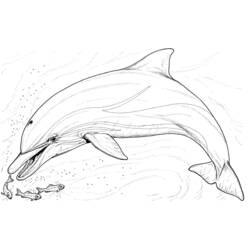 着色页: 海豚 (动物) #5108 - 免费可打印着色页