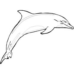 着色页: 海豚 (动物) #5159 - 免费可打印着色页