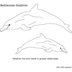 着色页: 海豚 (动物) #5189 - 免费可打印着色页