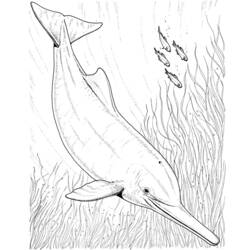 着色页: 海豚 (动物) #5231 - 免费可打印着色页