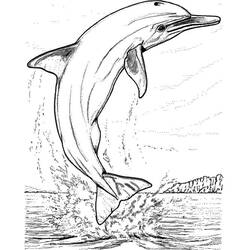 着色页: 海豚 (动物) #5247 - 免费可打印着色页