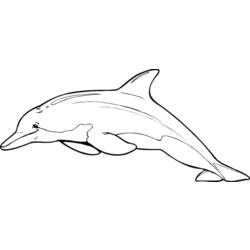 着色页: 海豚 (动物) #5253 - 免费可打印着色页