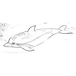 着色页: 海豚 (动物) #5263 - 免费可打印着色页