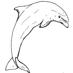 着色页: 海豚 (动物) #5272 - 免费可打印着色页