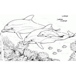 着色页: 海豚 (动物) #5284 - 免费可打印着色页