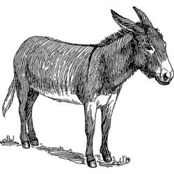 着色页: 驴 (动物) #572 - 免费可打印着色页