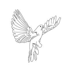 着色页: 鸽子 (动物) #3923 - 免费可打印着色页