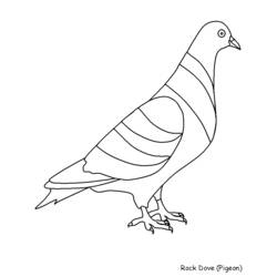 着色页: 鸽子 (动物) #3983 - 免费可打印着色页