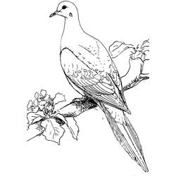 着色页: 鸽子 (动物) #4015 - 免费可打印着色页