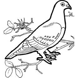 着色页: 鸽子 (动物) #4020 - 免费可打印着色页