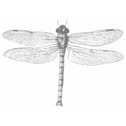着色页: 蜻蜓 (动物) #10019 - 免费可打印着色页