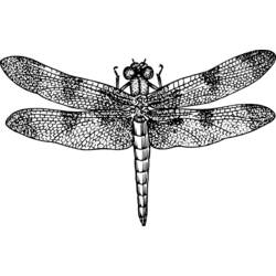着色页: 蜻蜓 (动物) #10075 - 免费可打印着色页